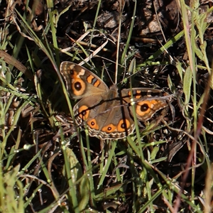 Junonia villida at Gundaroo, NSW - 2 Dec 2024