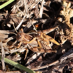 Brachyexarna lobipennis at Gundaroo, NSW - 2 Dec 2024 07:52 AM