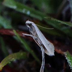 Zacorus carus at Gundaroo, NSW - 1 Dec 2024 by ConBoekel