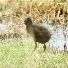 Porphyrio melanotus at Fyshwick, ACT - 30 Nov 2024 by KMcCue