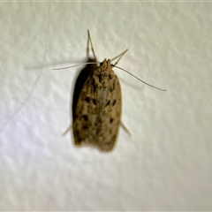 Hofmannophila pseudospretella (Brown House Moth) at Aranda, ACT - 3 Dec 2024 by KMcCue