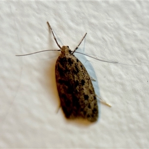 Hofmannophila pseudospretella at Aranda, ACT - 3 Dec 2024