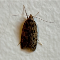 Hofmannophila pseudospretella at Aranda, ACT - 3 Dec 2024