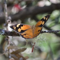 Heteronympha merope at Fitzroy Falls, NSW - 2 Dec 2024 by plants