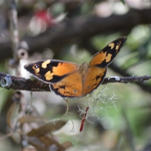 Heteronympha merope at Fitzroy Falls, NSW - 2 Dec 2024 09:31 PM