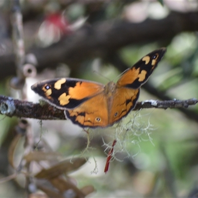 Heteronympha merope at Fitzroy Falls, NSW - 2 Dec 2024 by plants