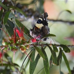 Vanessa itea at Fitzroy Falls, NSW - 2 Dec 2024 by plants