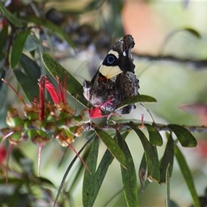 Vanessa itea (Yellow Admiral) at Fitzroy Falls, NSW by plants