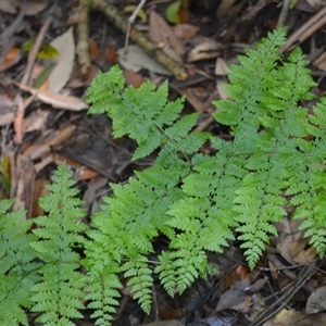 Dennstaedtia davallioides (Lacy Ground Fern) at Fitzroy Falls, NSW by plants