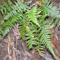 Lastreopsis acuminata (Shiny Shield Fern) at Fitzroy Falls, NSW - 2 Dec 2024 by plants