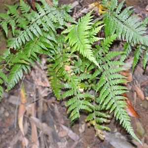 Lastreopsis acuminata (Shiny Shield Fern) at Fitzroy Falls, NSW by plants