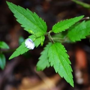 Veronica notabilis at Fitzroy Falls, NSW - 2 Dec 2024 11:15 PM