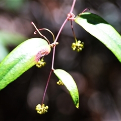 Smilax glyciphylla (Native Sarsaparilla) at Fitzroy Falls, NSW - 2 Dec 2024 by plants