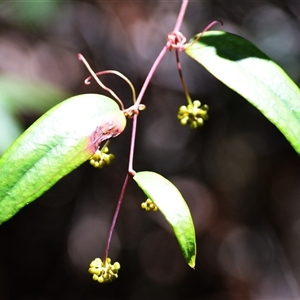 Smilax glyciphylla at Fitzroy Falls, NSW - 2 Dec 2024 11:23 PM