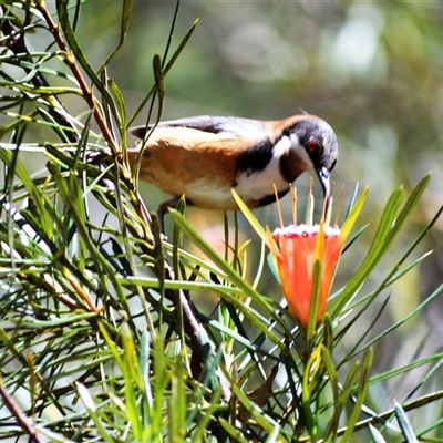 Acanthorhynchus tenuirostris (Eastern Spinebill) at Fitzroy Falls, NSW - 2 Dec 2024 by plants