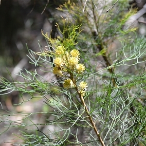 Petrophile pedunculata at Fitzroy Falls, NSW - suppressed