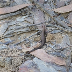 Lampropholis delicata at Fitzroy Falls, NSW - 2 Dec 2024 by plants