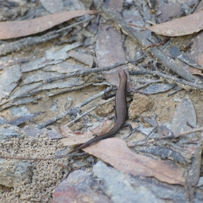 Lampropholis delicata at Fitzroy Falls, NSW - 2 Dec 2024 by plants