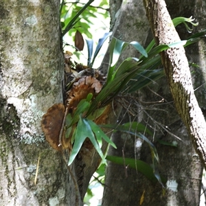 Platycerium bifurcatum at Fitzroy Falls, NSW - suppressed