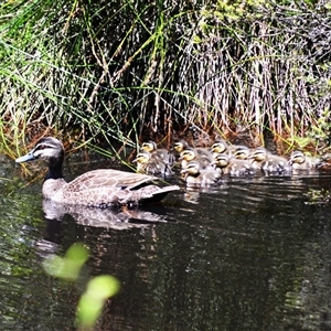 Anas superciliosa (Pacific Black Duck) at Fitzroy Falls, NSW by plants