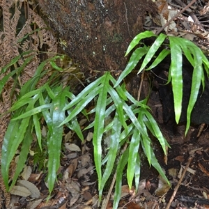 Zealandia pustulata subsp. pustulata (Kangaroo Fern) at Fitzroy Falls, NSW by plants