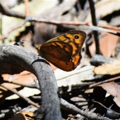 Heteronympha merope (Common Brown Butterfly) at Fitzroy Falls, NSW - 2 Dec 2024 by plants