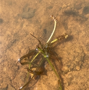 Potamogeton ochreatus at Boorowa, NSW - 2 Dec 2024