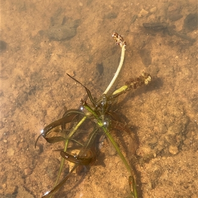 Potamogeton ochreatus (Blunt Pondweed) at Boorowa, NSW - 2 Dec 2024 by JaneR