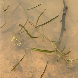 Potamogeton ochreatus at Boorowa, NSW - 2 Dec 2024