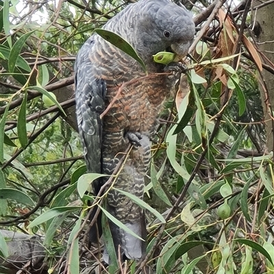 Callocephalon fimbriatum (Gang-gang Cockatoo) at O'Connor, ACT - 1 Dec 2024 by David