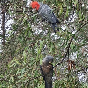 Callocephalon fimbriatum at O'Connor, ACT - suppressed