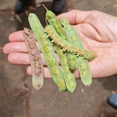 Callocephalon fimbriatum at O'Connor, ACT - suppressed