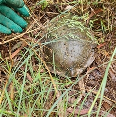 Chelodina longicollis (Eastern Long-necked Turtle) at O'Connor, ACT - 1 Dec 2024 by David