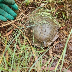 Chelodina longicollis (Eastern Long-necked Turtle) at O'Connor, ACT by David