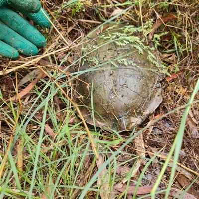 Chelodina longicollis (Eastern Long-necked Turtle) at O'Connor, ACT - 1 Dec 2024 by David