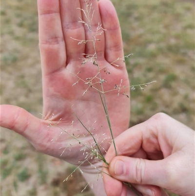 Eragrostis curvula (African Lovegrass) at O'Connor, ACT - 1 Dec 2024 by David