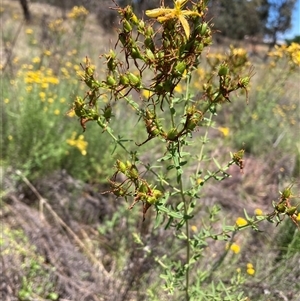 Hypericum perforatum at Watson, ACT - 2 Dec 2024