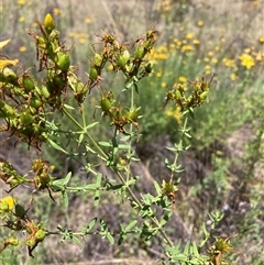 Hypericum perforatum at Watson, ACT - 2 Dec 2024