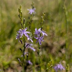 Caesia calliantha (Blue Grass-lily) at Kambah, ACT - 2 Dec 2024 by mainsprite