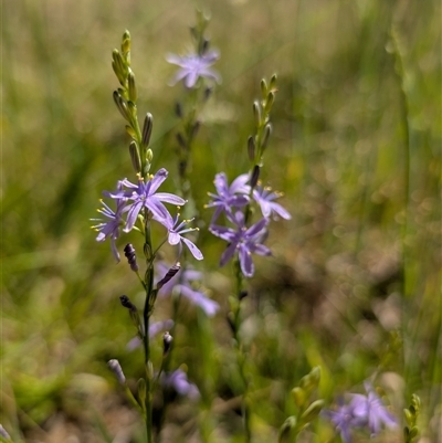 Caesia calliantha (Blue Grass-lily) at Kambah, ACT - 2 Dec 2024 by mainsprite