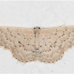 Idaea philocosma (Flecked Wave) at Melba, ACT - 27 Nov 2024 by kasiaaus