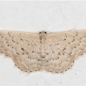 Idaea philocosma at Melba, ACT - 27 Nov 2024 11:55 PM