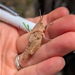 Unidentified Grasshopper (several families) at Kambah, ACT - 26 Nov 2024 by mainsprite