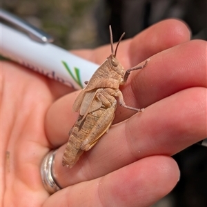 Goniaea australasiae (Gumleaf grasshopper) at Kambah, ACT by mainsprite