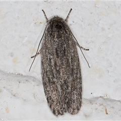 Agriophara (genus) (A concealer moth) at Melba, ACT - 27 Nov 2024 by kasiaaus