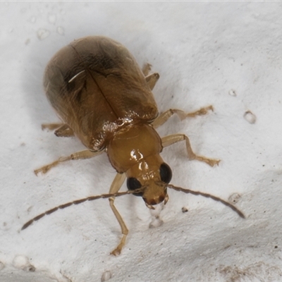 Monolepta sp. (genus) at Melba, ACT - 27 Nov 2024 by kasiaaus