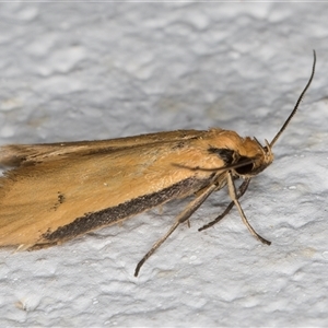 Philobota protecta (A concealer moth) at Melba, ACT by kasiaaus