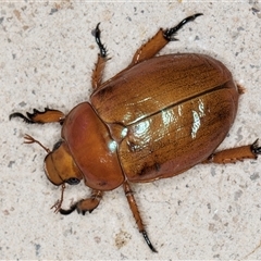 Anoplognathus montanus (Montane Christmas beetle) at Melba, ACT - 28 Nov 2024 by kasiaaus