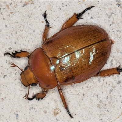 Anoplognathus sp. (genus) at Melba, ACT - 27 Nov 2024 by kasiaaus