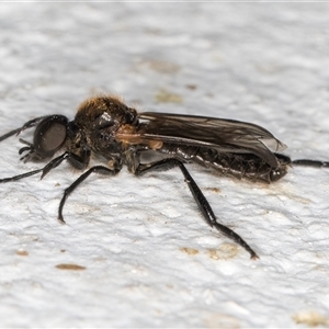 Bibio imitator (Garden maggot) at Melba, ACT by kasiaaus